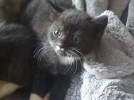 Katzen Baby - Gütersloh