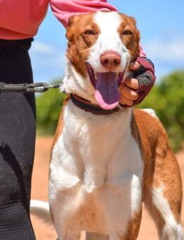Billiejean ist gutmütig und sehr sanft - Laatzen