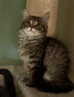 Katzenbabys Persermix - Geisenfeld