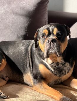 Old Englisch Bulldogge - Beetzsee