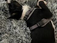 Border Collie - Bremerhaven Zentrum