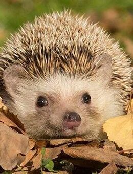 Mein Lieblingsplatz - Hamburg