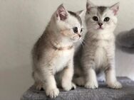 Reinrassige BKH Kitten suchen ihre Menschen - Siegen (Universitätsstadt) Geisweid
