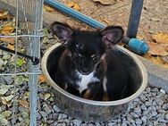 Chihuahua Welpen - Essingen (Rheinland-Pfalz)