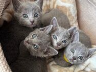 Russisch blau kitten - Straßkirchen