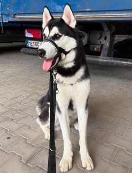 Nero sucht erfahrenes Für-Immer-Zuhause 🐾 - Wuppertal