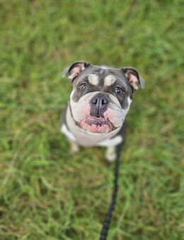 DRINGENDE (Notfall) – Englische Bulldogge, Hündin, 3 Jahre - Neukirchen-Vluyn