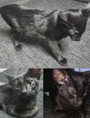 Sphynx Peterbald Kitten Allesfreser Menschenlieb warmherzige Familie in 15517