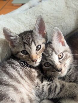 Katzen Babys - Köln
