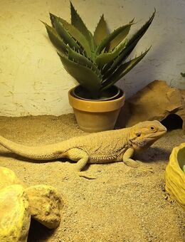 2 Bartagamen - Münster (Hessen)