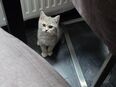 reinrassiges BKH Kitten zu verkaufen in 47804