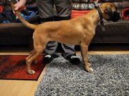 Boxer Hündin - Buchen (Odenwald)