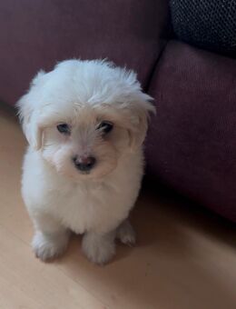 Malteser Mischling Welpe - Schwelm