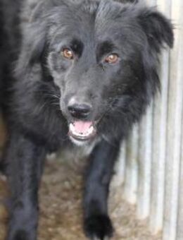 Mirla - zutraulich u. unkompliziert - Lohra