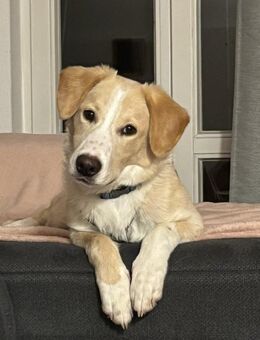 Luke sucht sein Zuhause - Fronreute