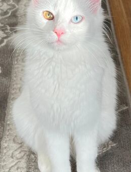 Angora Katze Mit besonderen Augen - Raunheim
