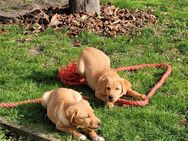 Labrador, Rüde, gut erzogen, auszugsbereit! - Möckern Grabow