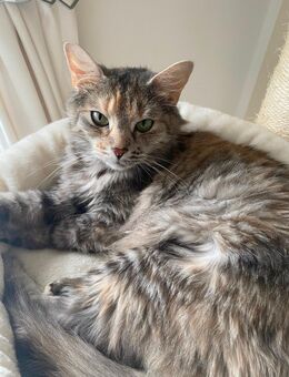 Traumkatze sucht Traum zuhause - Olpe