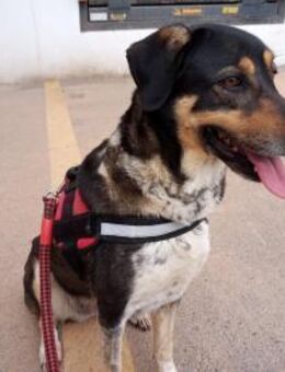 Juanita - Hündin in Spanien - Lenningen