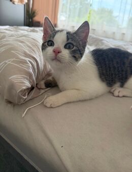 Katze weiblich - Stolberg (Rheinland, Kupferstadt) Zentrum