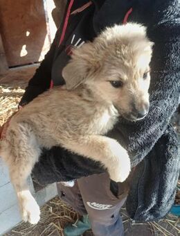 Armando - zuckersüß - Dreikirchen