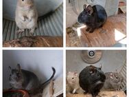 Mädelsgang Degu 3er Gruppe suchen ein liebevolles neues Zuhause - Dresden