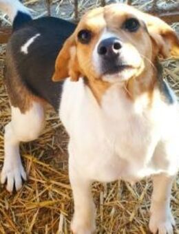 Süße Csubi möchte Koffer packen - Olsberg