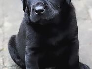 Labrador Welpen suchen Herzmenschen - Nordenham