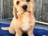 Baby Sebi - Wolfhagen