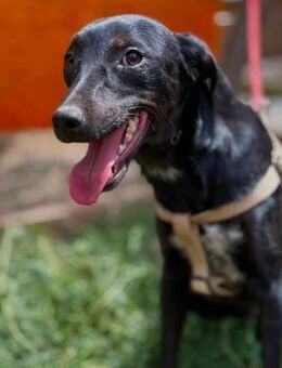 🐶Neugieriger Junghund Indigo🧡✨ - Eislingen (Fils)