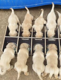 Futterbar, Futterstadtion, Welpenbar mit Näpfen zu je 700 ml. - Espelkamp