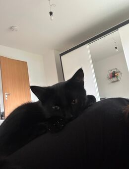 Liebevolle schwarze Katze (1 J.) sucht neues Zuhause - Radeberg
