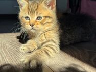 BKH katzenbabys kitten nur noch 2 Kater - Prien (Chiemsee)