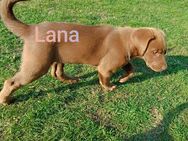 Mischlings-Welpen ( Australien.Shepherd-Labrador-Schweißhund-Dogo A.) - Weißwasser (Oberlausitz)