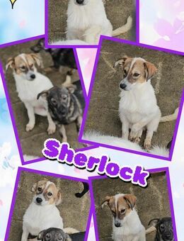 Sherlock- Familie gesucht - Nürnberg