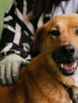 Sanfte KORINE sucht IHR Zuhause ♥️ - München