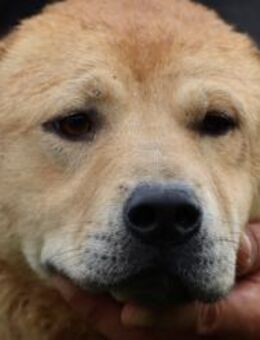 Asina - sehr kinderlieb u. verspielt - Lohra