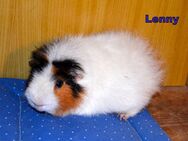 Lenny, lustiger CH - Teddy Kastrat, Schweizer Teddy Kastrat - Bad Sobernheim