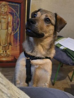 Der liebe Charly sucht seine Familie - Ennepetal (Stadt der Kluterhöhle)