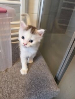 Süßer Maine Coon Kitten Kater zu verkaufen - Großenhain
