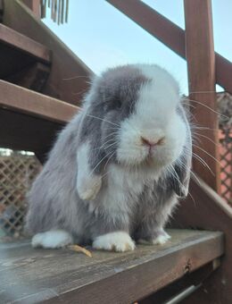 Miniwidder - Insingen