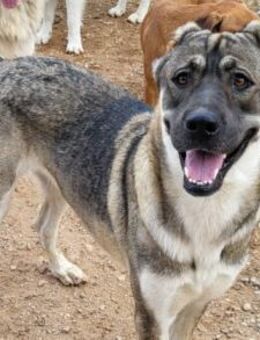 LOTTIE💖HSH-Mix-Hündin & wahre Frohnatur - Hamburg