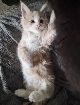 Maine Coon Kitten kleine Flauschkugeln - Westerkappeln