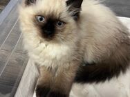 Reinrassiges Ragdoll Kätzchen Weibchen Kitten Katze - Bitburg