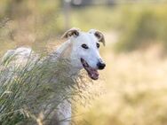 charmanter sportlicher Gimeno Galgo - Jade