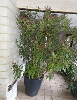 5 Nerium oleander Pflanzen 2 Meter hoch 60 kilo - Gilserberg