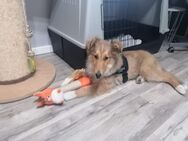 Kleine 4monate alte Collie Hündin Abzugeben - Recklinghausen