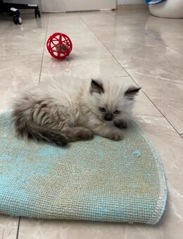 Mehrere Katzen/ Kitten abzugeben - Berlin