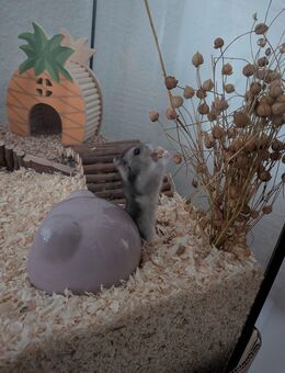 Hamster sucht dringend ein neues zuhause - Hamburg