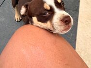New english Bulldog, Oeb mit Ahnentafel - Grimma